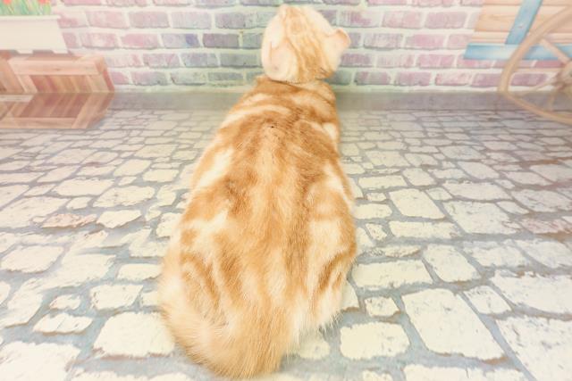 北海道のアメリカンカール (Coo&RIKU函館店/2025年6月24日生まれ/男の子/レッドタビーホワイト)の子猫の4枚目の画像