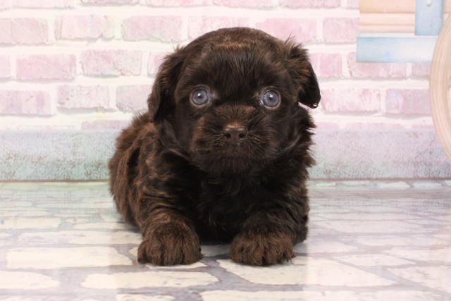 大阪府のチワプー/プーチー(チワワ×プードル) (Coo&RIKU枚方店/2025年10月3日生まれ/男の子/チョコレート)の子犬の1枚目の画像