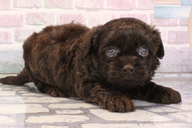 大阪府のチワプー/プーチー(チワワ×プードル) (Coo&RIKU枚方店/2025年10月3日生まれ/男の子/チョコレート)の子犬の2枚目の画像