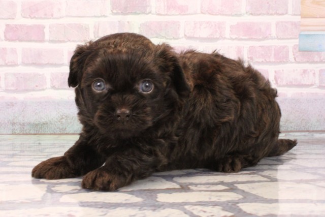 大阪府のチワプー/プーチー(チワワ×プードル) (Coo&RIKU枚方店/2025年10月3日生まれ/男の子/チョコレート)の子犬の3枚目の画像