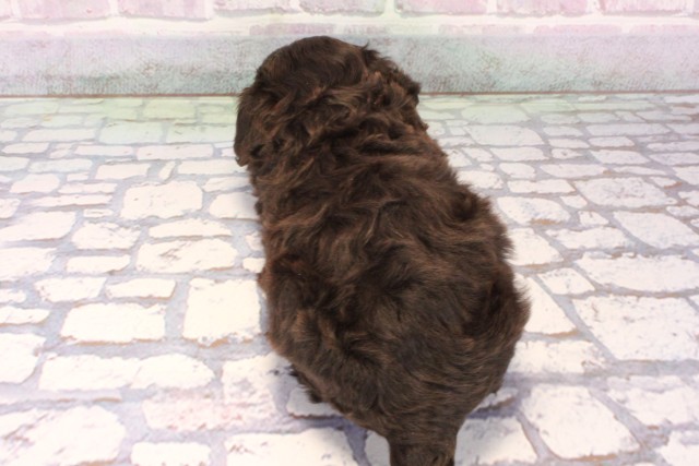 大阪府のチワプー/プーチー(チワワ×プードル) (Coo&RIKU枚方店/2025年10月3日生まれ/男の子/チョコレート)の子犬の4枚目の画像