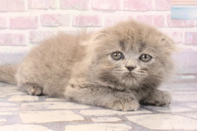 大阪府のスコティッシュフォールド (Coo&RIKU梅田店/2025年9月28日生まれ/女の子/ブルータビー)の子猫の2枚目の画像