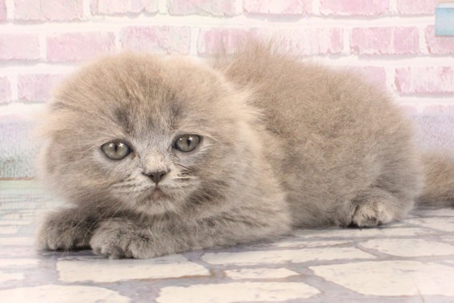 大阪府のスコティッシュフォールド (Coo&RIKU梅田店/2025年9月28日生まれ/女の子/ブルータビー)の子猫の3枚目の画像