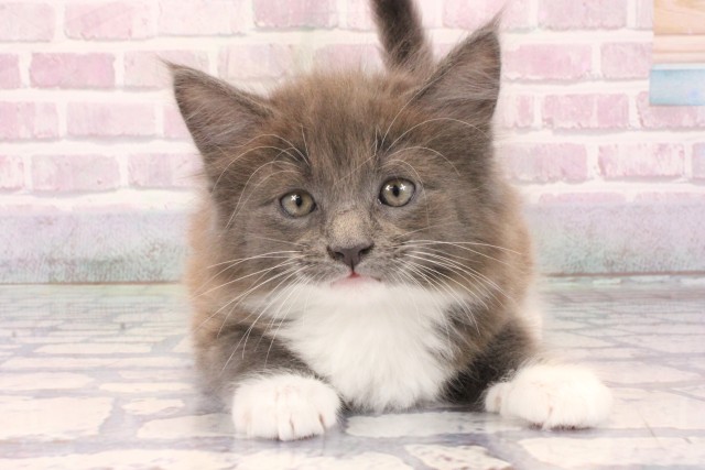 京都府のメインクーン (Coo&RIKU京都店/2025年10月4日生まれ/男の子/ブルータビーホワイト)の子猫の1枚目の画像