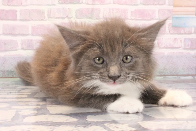 京都府のメインクーン (Coo&RIKU京都店/2025年10月4日生まれ/男の子/ブルータビーホワイト)の子猫の2枚目の画像