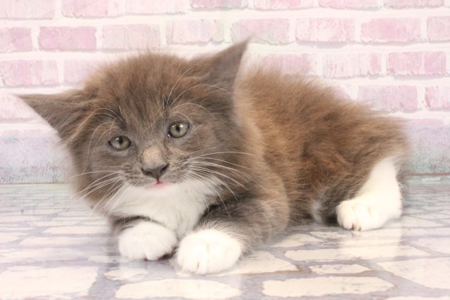 京都府のメインクーン (Coo&RIKU京都店/2025年10月4日生まれ/男の子/ブルータビーホワイト)の子猫の3枚目の画像