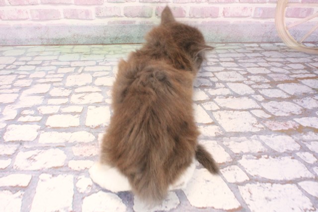 京都府のメインクーン (Coo&RIKU京都店/2025年10月4日生まれ/男の子/ブルータビーホワイト)の子猫の4枚目の画像