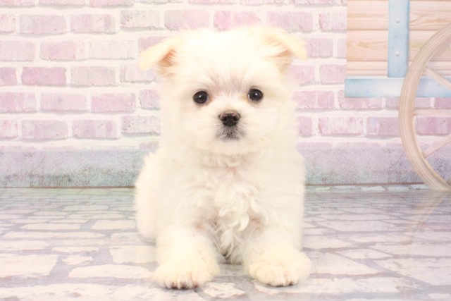 京都府のマルチーズ (Coo&RIKU舞鶴店/2025年10月2日生まれ/男の子/ホワイト)の子犬