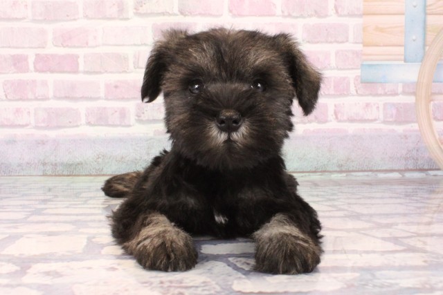 兵庫県のミニチュアシュナウザー (Coo&RIKU神戸東灘店/2025年10月5日生まれ/女の子/ソルトペッパー)の子犬の1枚目の画像