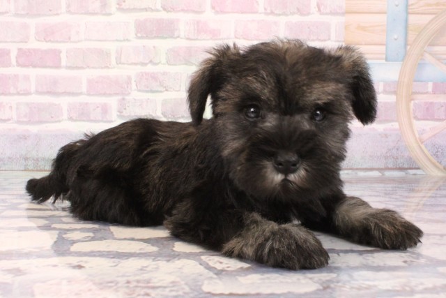 兵庫県のミニチュアシュナウザー (Coo&RIKU神戸東灘店/2025年10月5日生まれ/女の子/ソルトペッパー)の子犬の2枚目の画像