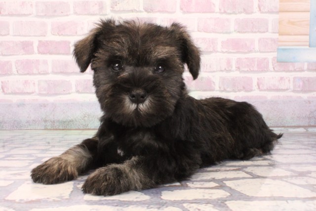 兵庫県のミニチュアシュナウザー (Coo&RIKU神戸東灘店/2025年10月5日生まれ/女の子/ソルトペッパー)の子犬の3枚目の画像