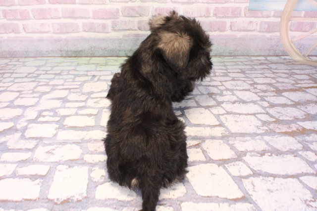 兵庫県のミニチュアシュナウザー (Coo&RIKU神戸東灘店/2025年10月5日生まれ/女の子/ソルトペッパー)の子犬の4枚目の画像