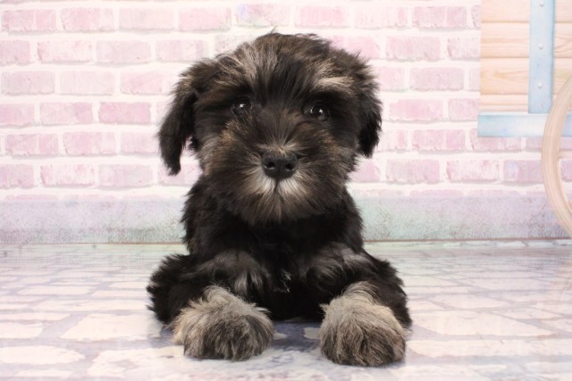 ミニチュア・シュナウザー