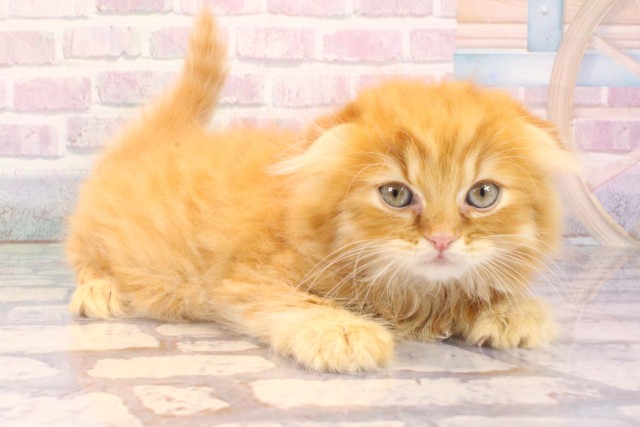 兵庫県のスコティッシュフォールド (Coo&RIKU神戸三宮店/2025年10月4日生まれ/女の子/レッドタビー)の子猫の2枚目の画像