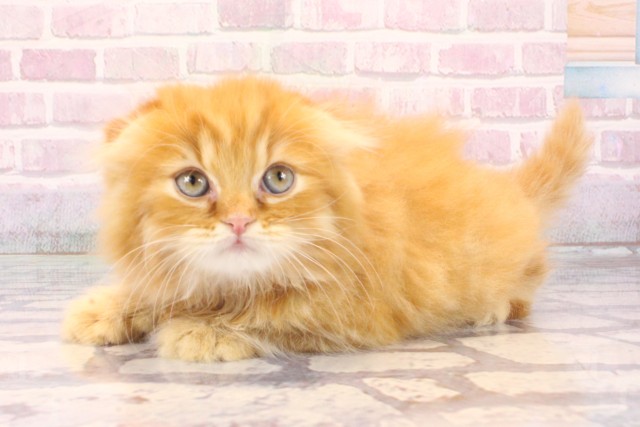 兵庫県のスコティッシュフォールド (Coo&RIKU神戸三宮店/2025年10月4日生まれ/女の子/レッドタビー)の子猫の3枚目の画像