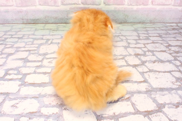 兵庫県のスコティッシュフォールド (Coo&RIKU神戸三宮店/2025年10月4日生まれ/女の子/レッドタビー)の子猫の4枚目の画像