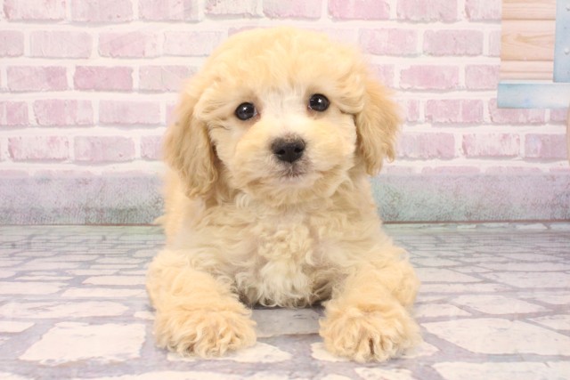 滋賀県のビションプー(ビションフリーゼ×プードル) (Coo&RIKUアヤハディオ水口店/2025年10月5日生まれ/男の子/アプリコット)の子犬の1枚目の画像