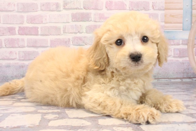 滋賀県のビションプー(ビションフリーゼ×プードル) (Coo&RIKUアヤハディオ水口店/2025年10月5日生まれ/男の子/アプリコット)の子犬の2枚目の画像