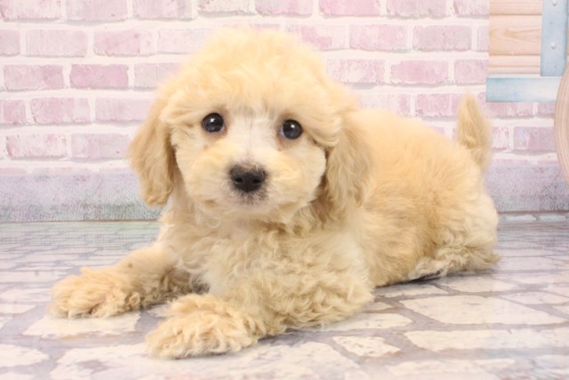 滋賀県のビションプー(ビションフリーゼ×プードル) (Coo&RIKUアヤハディオ水口店/2025年10月5日生まれ/男の子/アプリコット)の子犬の3枚目の画像