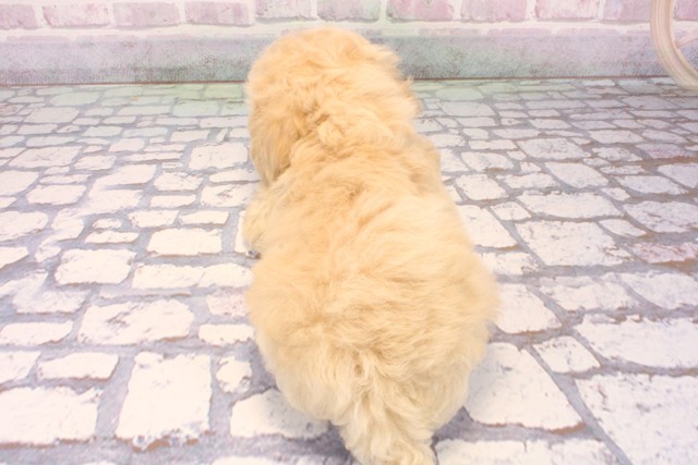 滋賀県のビションプー(ビションフリーゼ×プードル) (Coo&RIKUアヤハディオ水口店/2025年10月5日生まれ/男の子/アプリコット)の子犬の4枚目の画像