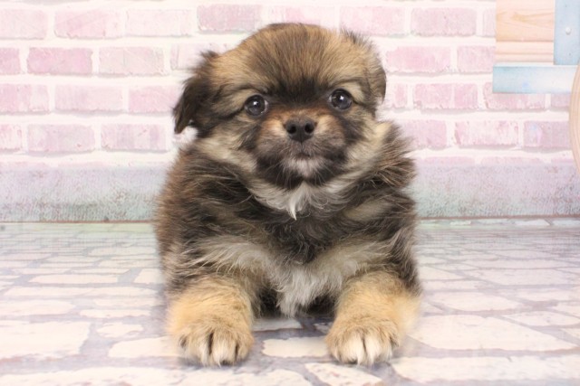 兵庫県のハーフ犬・ミックス犬 (Coo&RIKU丹波店/2025年10月4日生まれ/女の子/オレンジ)の子犬の1枚目の画像