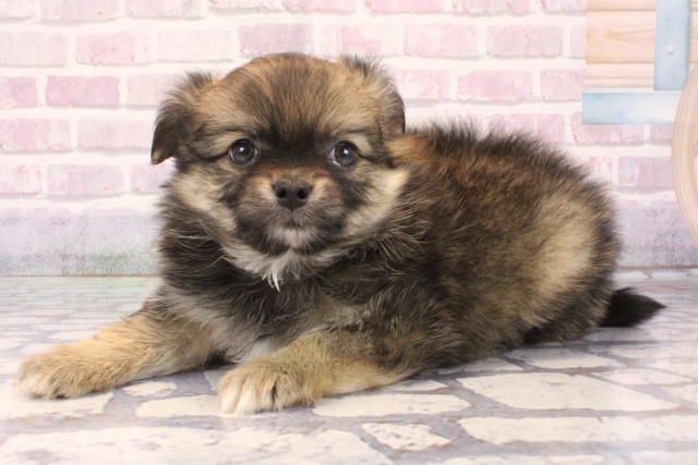 兵庫県のハーフ犬・ミックス犬 (Coo&RIKU丹波店/2025年10月4日生まれ/女の子/オレンジ)の子犬の3枚目の画像