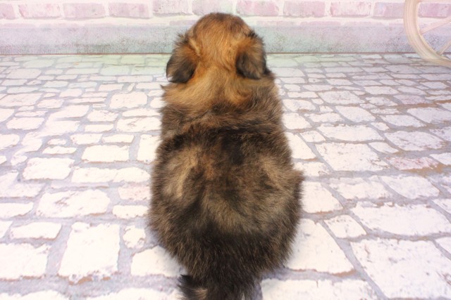 兵庫県のハーフ犬・ミックス犬 (Coo&RIKU丹波店/2025年10月4日生まれ/女の子/オレンジ)の子犬の4枚目の画像