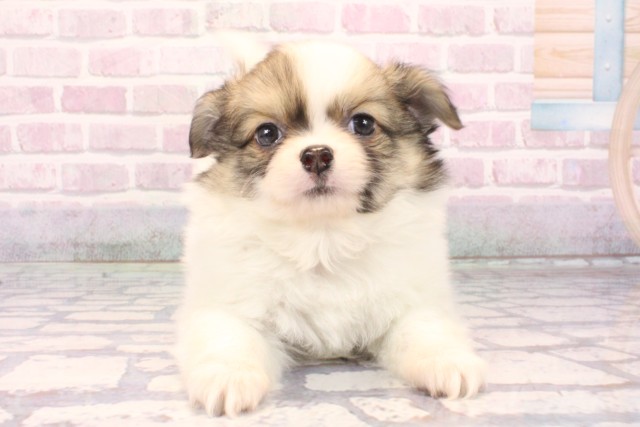 大阪府のポメチワ/チワポメ/ポメチー(ポメラニアン×チワワ) (Coo&RIKU阿倍野店/2025年10月4日生まれ/男の子/フォーンホワイト)の子犬の1枚目の画像