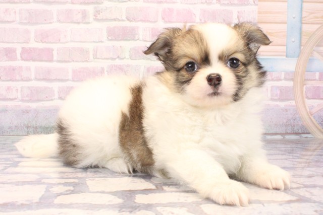 大阪府のポメチワ/チワポメ/ポメチー(ポメラニアン×チワワ) (Coo&RIKU阿倍野店/2025年10月4日生まれ/男の子/フォーンホワイト)の子犬の2枚目の画像