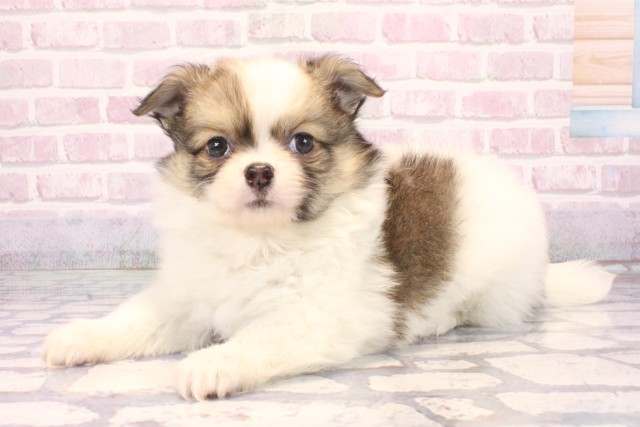 大阪府のポメチワ/チワポメ/ポメチー(ポメラニアン×チワワ) (Coo&RIKU阿倍野店/2025年10月4日生まれ/男の子/フォーンホワイト)の子犬の3枚目の画像