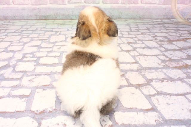 大阪府のポメチワ/チワポメ/ポメチー(ポメラニアン×チワワ) (Coo&RIKU阿倍野店/2025年10月4日生まれ/男の子/フォーンホワイト)の子犬の4枚目の画像