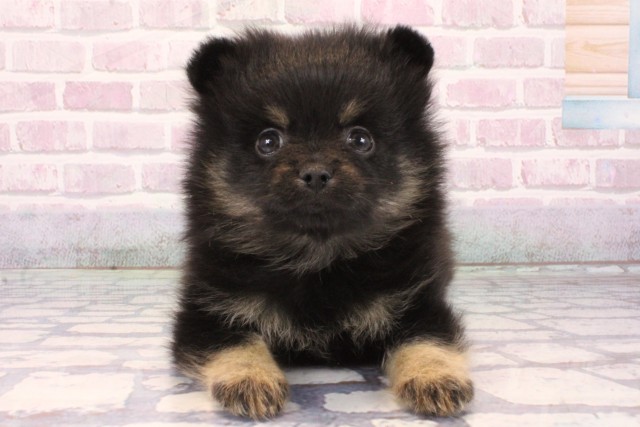 京都府のポメラニアン (Coo&RIKU京都河原町店/2025年10月3日生まれ/女の子/ブラックタン)の子犬の1枚目の画像