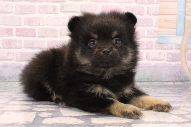 京都府のポメラニアン (Coo&RIKU京都河原町店/2025年10月3日生まれ/女の子/ブラックタン)の子犬の2枚目の画像