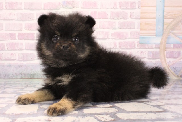 京都府のポメラニアン (Coo&RIKU京都河原町店/2025年10月3日生まれ/女の子/ブラックタン)の子犬の3枚目の画像