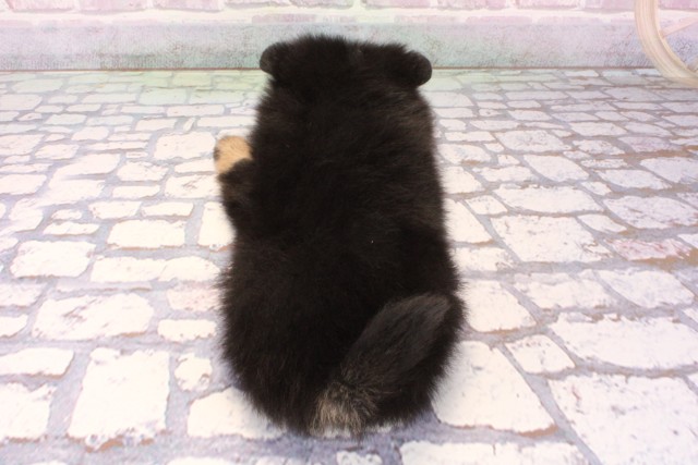 京都府のポメラニアン (Coo&RIKU京都河原町店/2025年10月3日生まれ/女の子/ブラックタン)の子犬の4枚目の画像