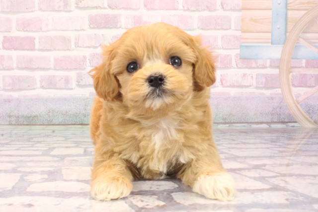 大阪府のマルプー(マルチーズ×プードル) (Coo&RIKU和泉店/2025年10月3日生まれ/女の子/アプリコット)の子犬の1枚目の画像