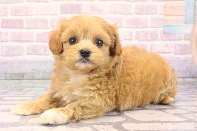 大阪府のマルプー(マルチーズ×プードル) (Coo&RIKU和泉店/2025年10月3日生まれ/女の子/アプリコット)の子犬の3枚目の画像