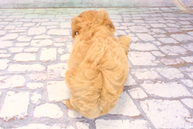 大阪府のマルプー(マルチーズ×プードル) (Coo&RIKU和泉店/2025年10月3日生まれ/女の子/アプリコット)の子犬の4枚目の画像