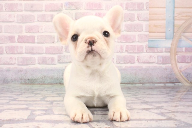 大阪府のフレンチブルドッグ (Coo&RIKU茶屋町店/2025年10月3日生まれ/女の子/クリーム)の子犬の1枚目の画像