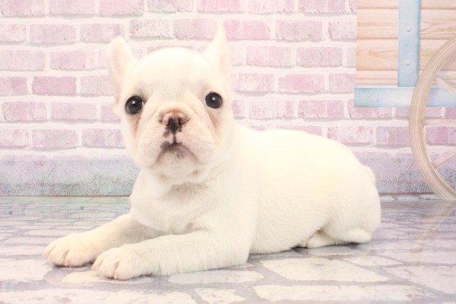 大阪府のフレンチブルドッグ (Coo&RIKU茶屋町店/2025年10月3日生まれ/女の子/クリーム)の子犬の3枚目の画像