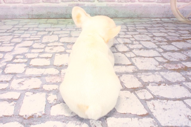 大阪府のフレンチブルドッグ (Coo&RIKU茶屋町店/2025年10月3日生まれ/女の子/クリーム)の子犬の4枚目の画像