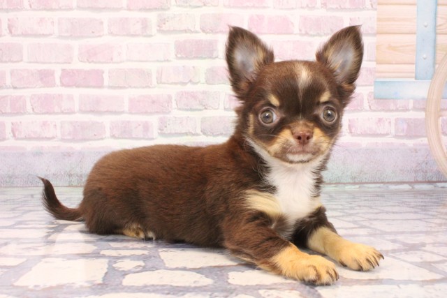 兵庫県のチワワ(ロング) (Coo&RIKU神戸東灘店/2025年10月5日生まれ/男の子/チョコレートタンホワイト)の子犬の2枚目の画像