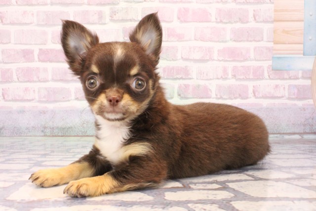 兵庫県のチワワ(ロング) (Coo&RIKU神戸東灘店/2025年10月5日生まれ/男の子/チョコレートタンホワイト)の子犬の3枚目の画像