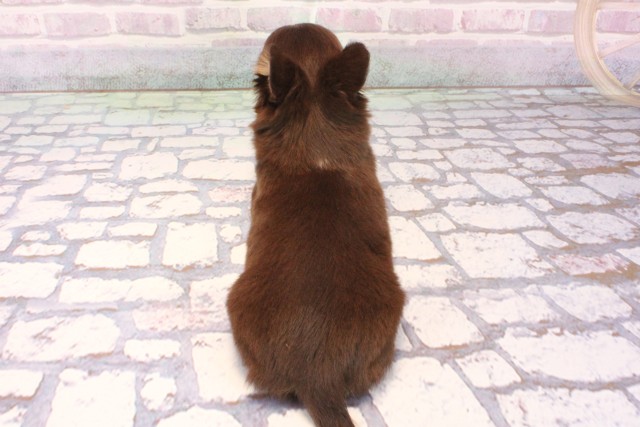 兵庫県のチワワ(ロング) (Coo&RIKU神戸東灘店/2025年10月5日生まれ/男の子/チョコレートタンホワイト)の子犬の4枚目の画像