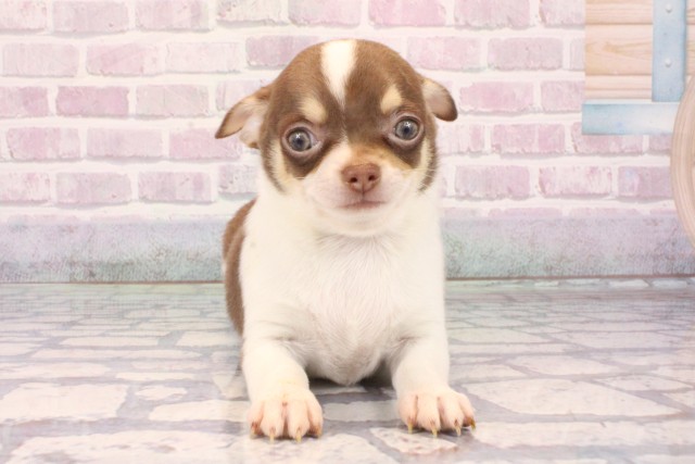 兵庫県のチワワ(スムース) (Coo&RIKU丹波店/2025年10月5日生まれ/男の子/チョコレートタンホワイト)の子犬の1枚目の画像