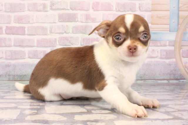 兵庫県のチワワ(スムース) (Coo&RIKU丹波店/2025年10月5日生まれ/男の子/チョコレートタンホワイト)の子犬の2枚目の画像