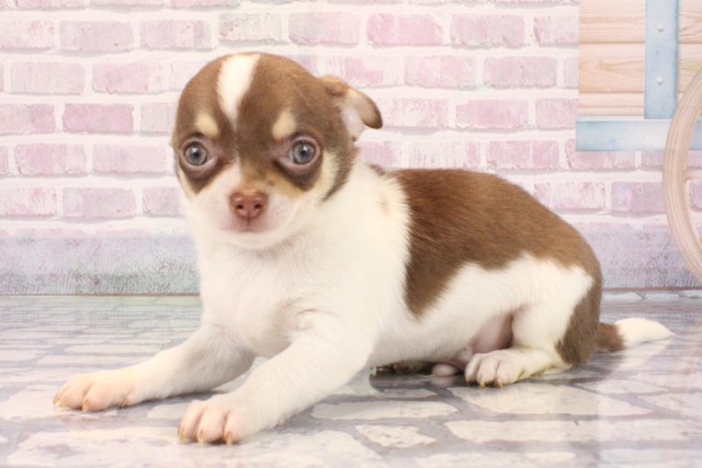 兵庫県のチワワ(スムース) (Coo&RIKU丹波店/2025年10月5日生まれ/男の子/チョコレートタンホワイト)の子犬の3枚目の画像