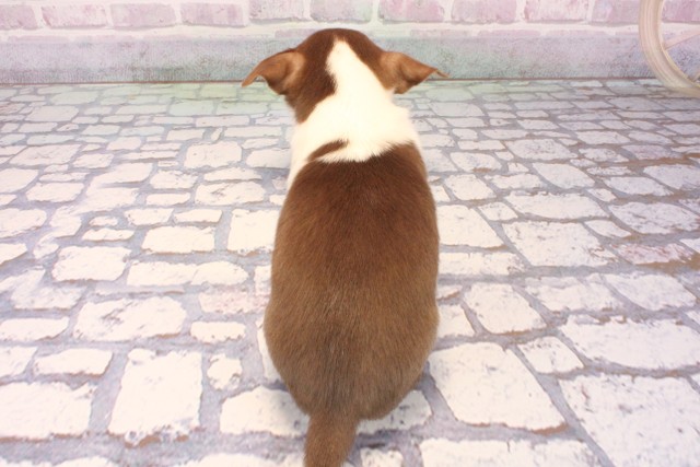 兵庫県のチワワ(スムース) (Coo&RIKU丹波店/2025年10月5日生まれ/男の子/チョコレートタンホワイト)の子犬の4枚目の画像