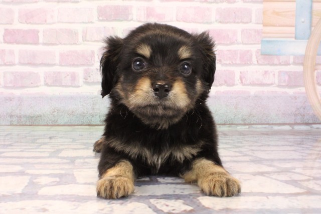 大阪府のチワックス(チワワ×ダックス) (Coo&RIKU心斎橋店/2025年10月4日生まれ/男の子/ブラックタン)の子犬の1枚目の画像