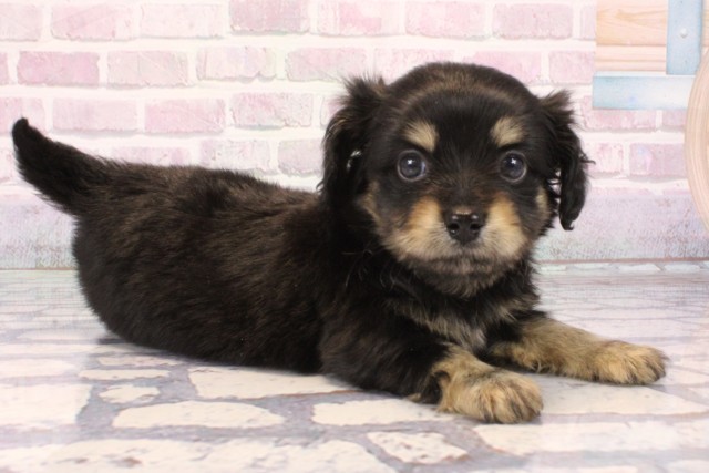 大阪府のチワックス(チワワ×ダックス) (Coo&RIKU心斎橋店/2025年10月4日生まれ/男の子/ブラックタン)の子犬の2枚目の画像